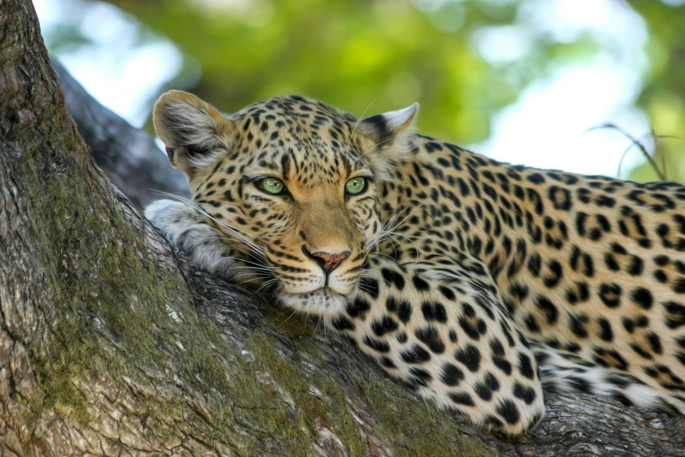 picture of a cheeta lying down on a tree branch in the wilderness