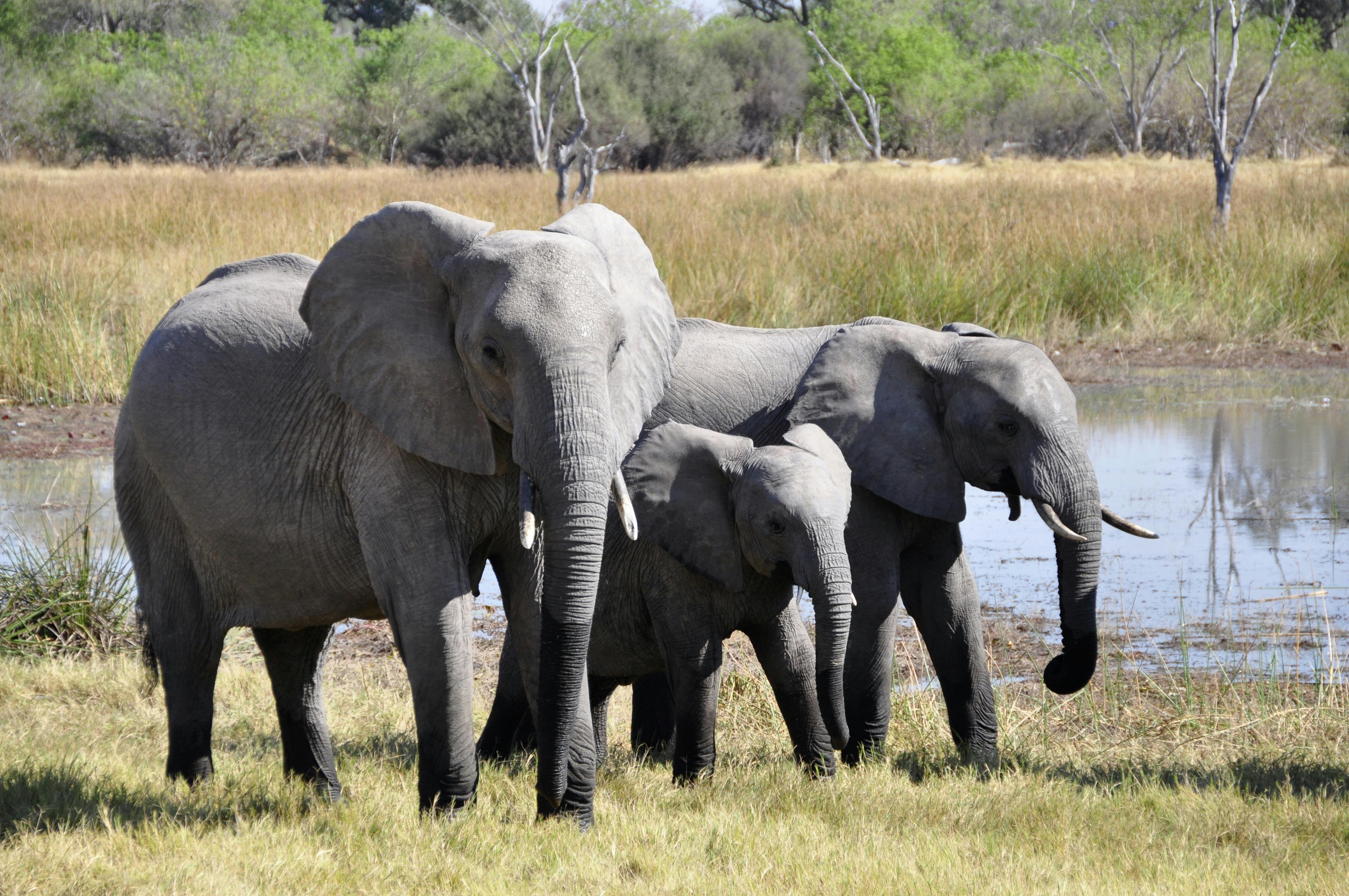 picture of three elephnats standing together in front of a small pool of water