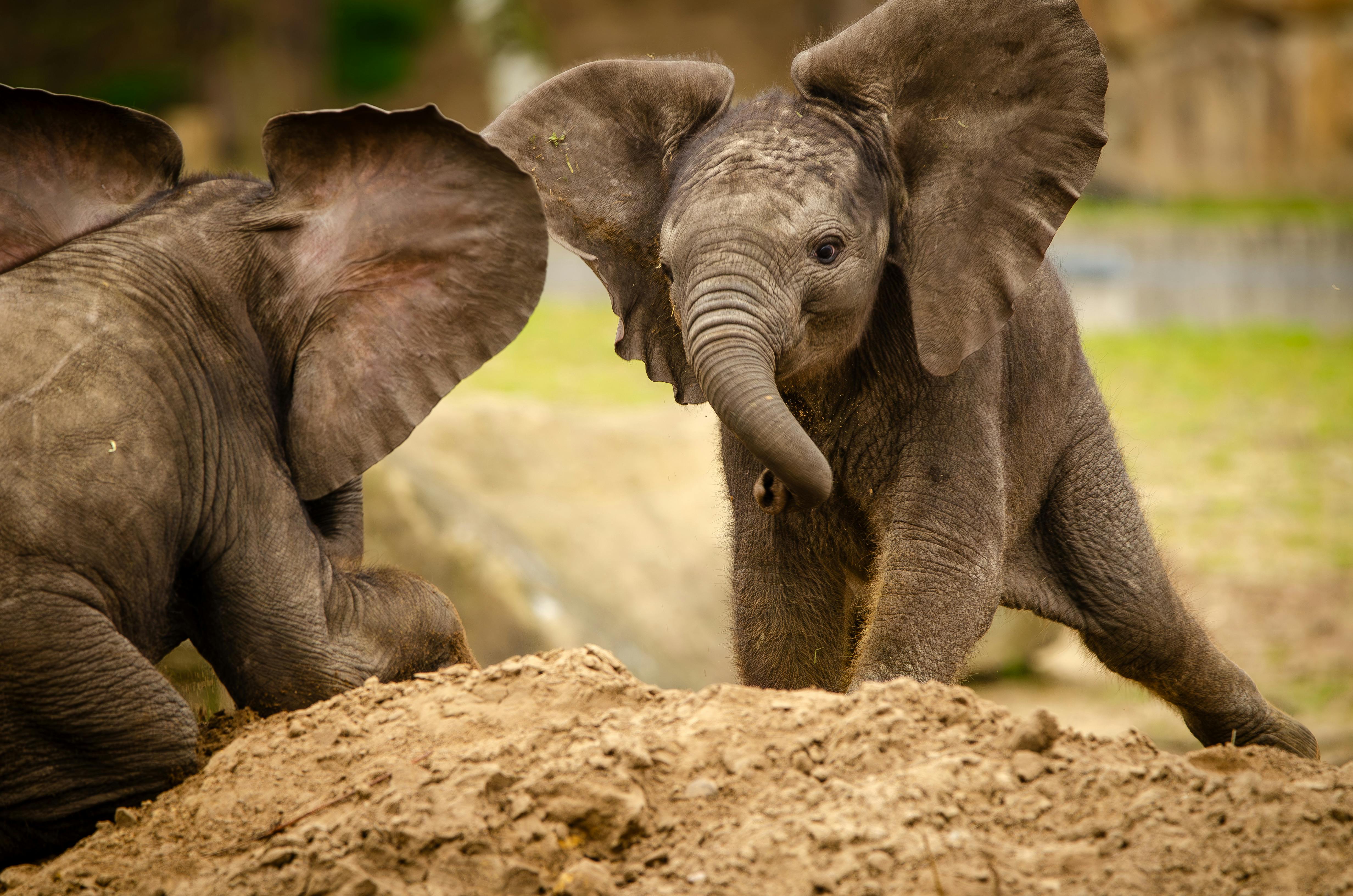 a picture of two baby elephants playing with one another in the wilderness