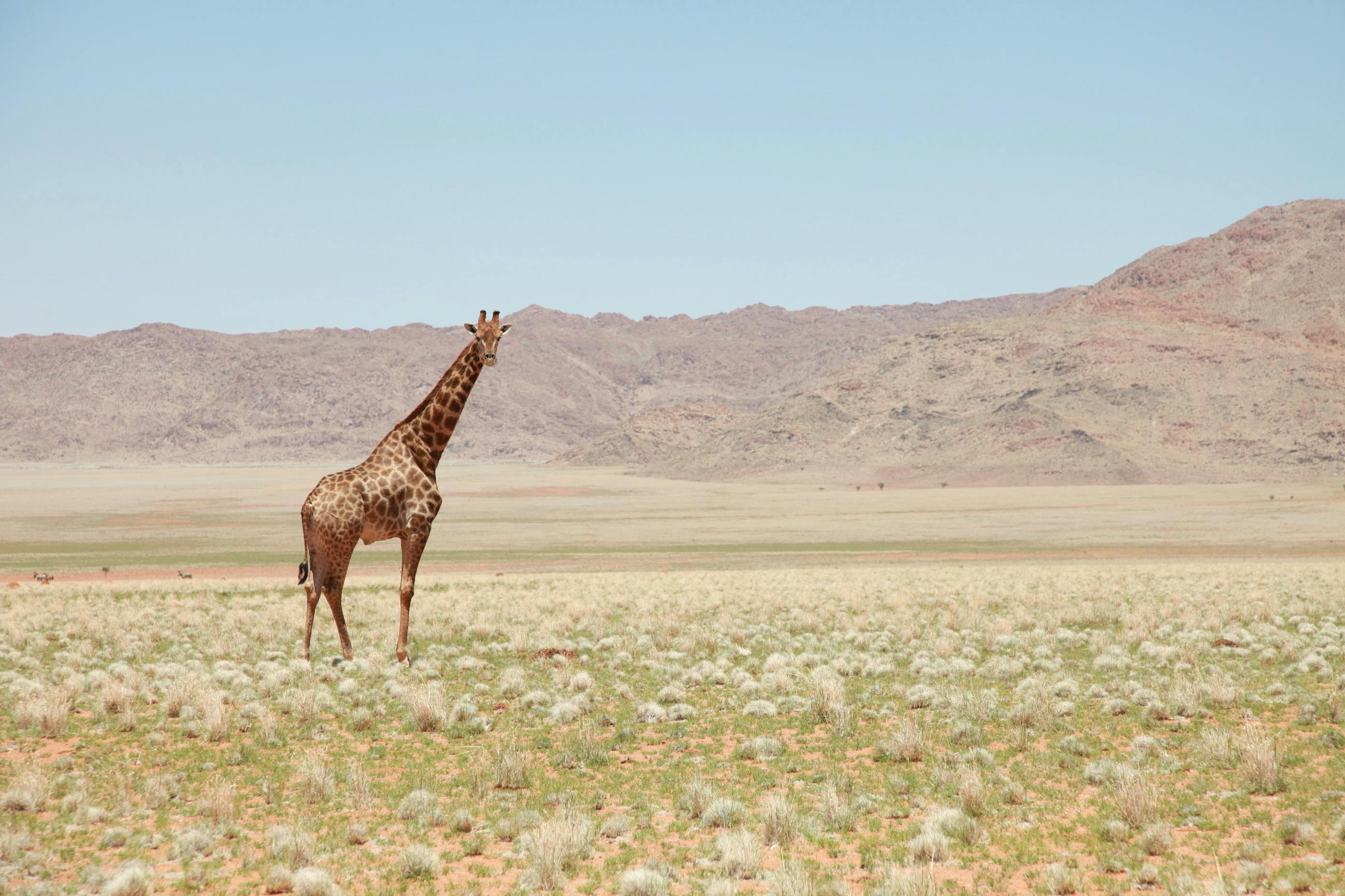 Picture of a lone giraffe in the wilderness, staring at the camera