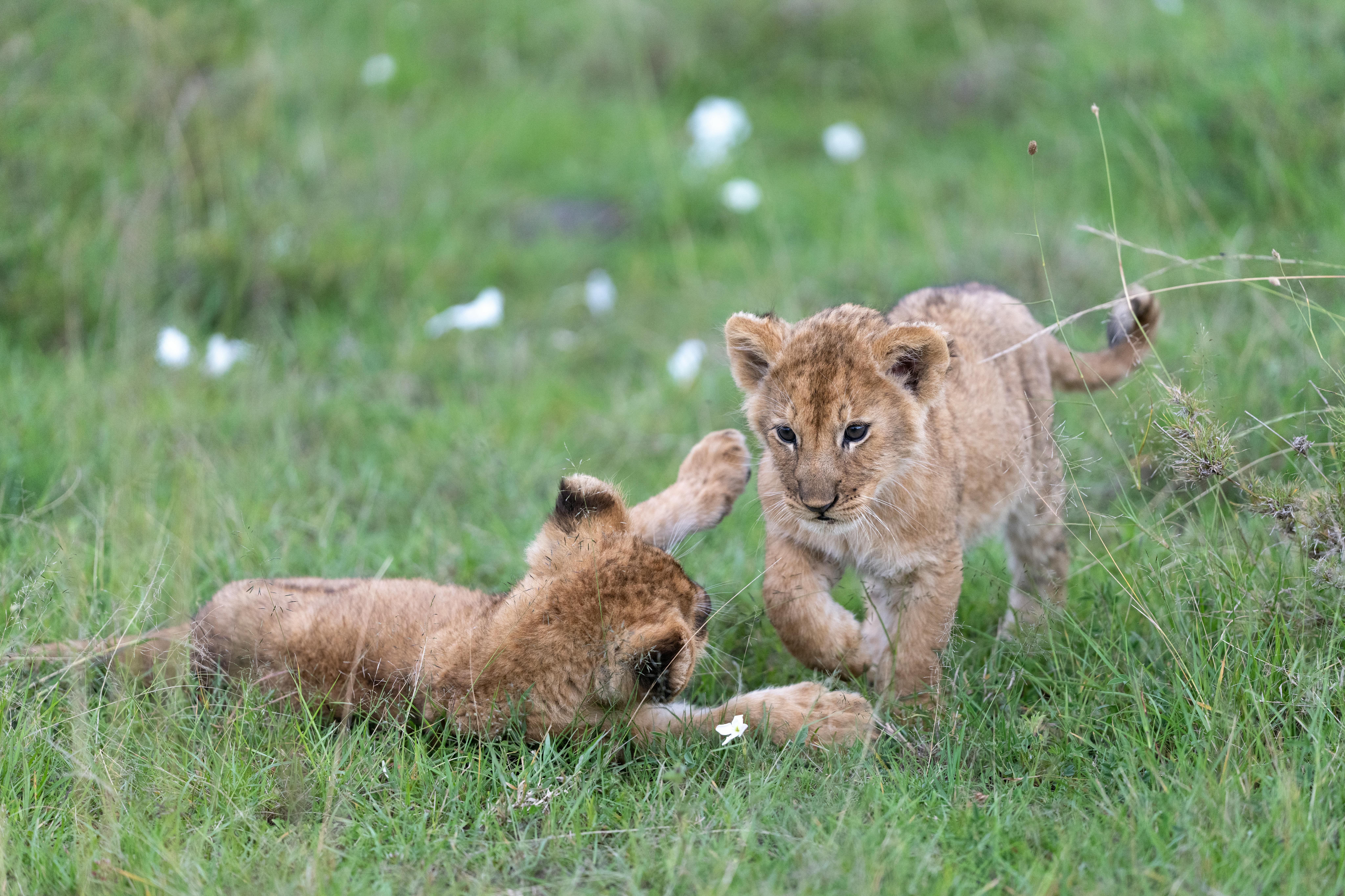 Picture of two baby lions fighting each other