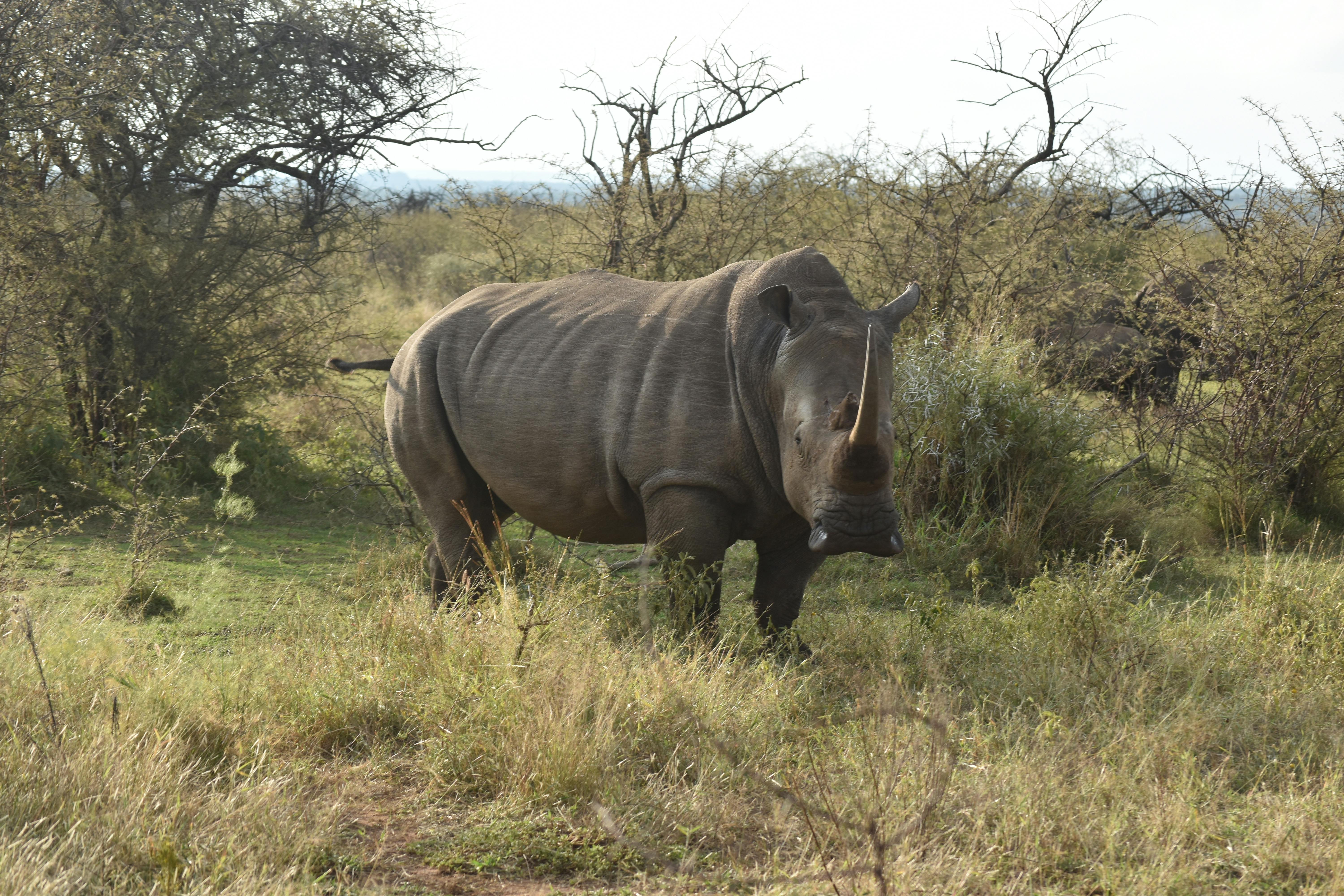 a picture a rhino, standing in the wilderness, staring in the direction of the camera