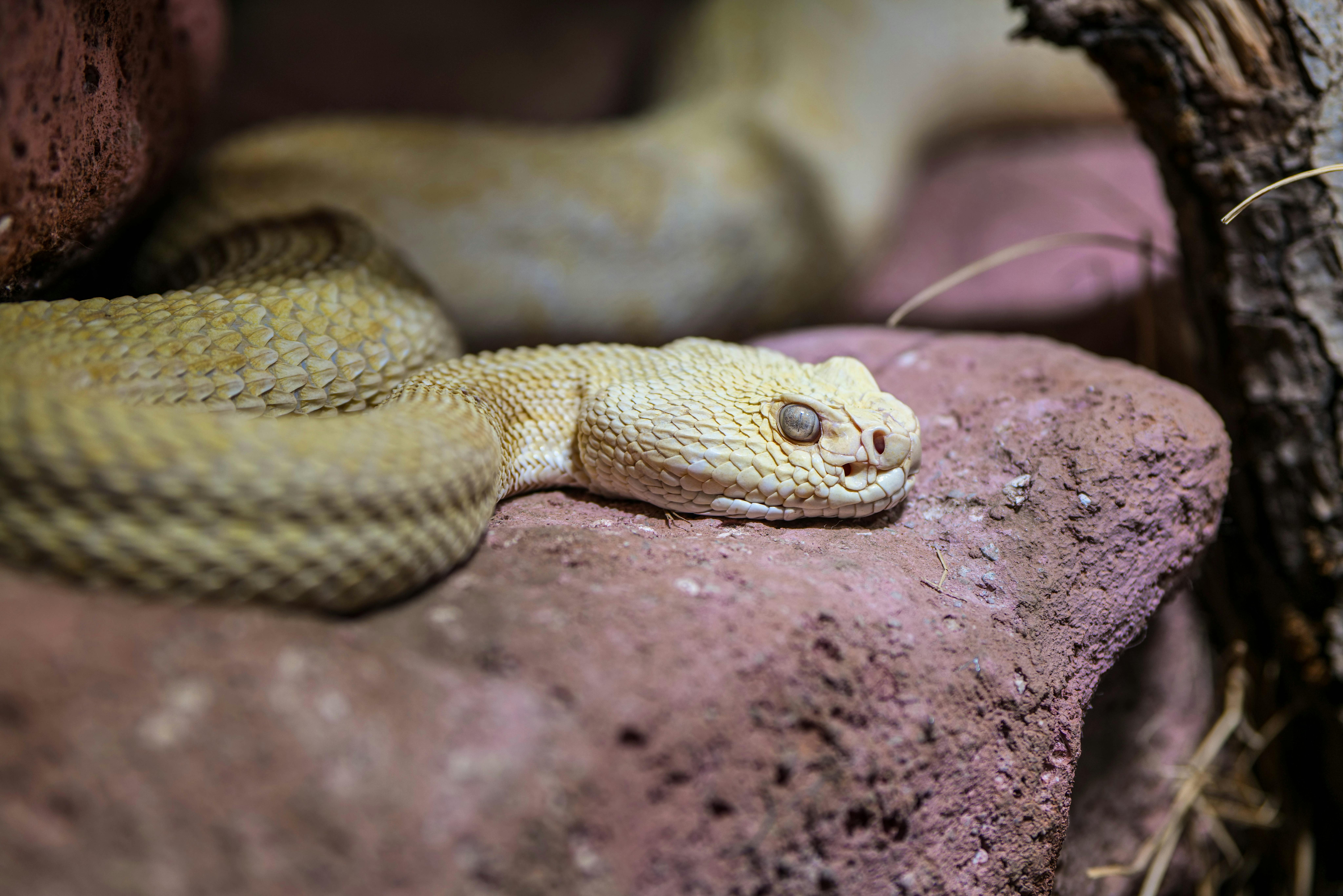 a picture of a snake, lying down on a rock